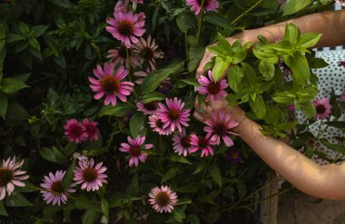 Bahçeden Echinacea çiçeği topluyorum.