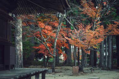 Pagoda 'nın arkasındaki ağaçlarda kırmızı renkler