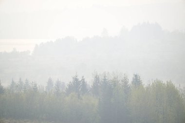 Sisli ormandaki gür kozalaklı ağaçların manzarası