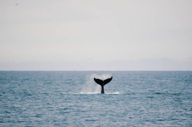 Diving whale with tail on splashing rippling shining seawater clipart