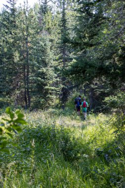 Bir grup yürüyüşçü uzun ağaçlar ve yeşilliklerle dolu bir ormanda yürüyor.