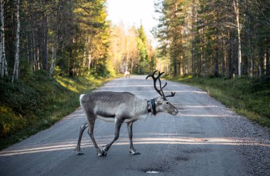 Laponya, Finlandiya 'da asfalt yolda yürüyen ren geyiği