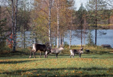 Laponya, Finlandiya 'daki sonbahar ormanlarında ren geyiği