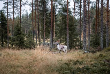 Laponya, Finlandiya 'daki sonbahar ormanlarında ren geyiği