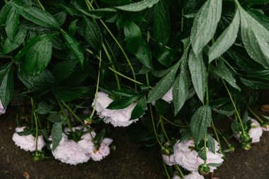 Heavy Pink Peonies after Rain Storm clipart