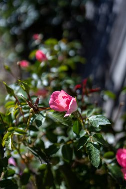 Yumuşak, doğal ışıklandırması olan bir bahçede pembe gül goncası.