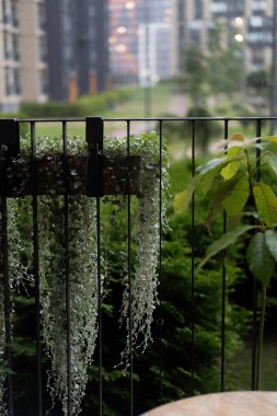 Dichondra Silver Falls, rainy day. clipart