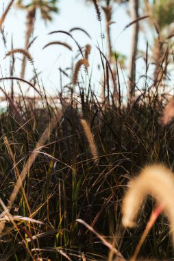 Autumn Grasses and Golden Ears clipart