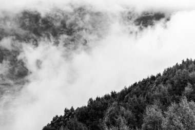 Bulutlar Arasında Gizemli Orman