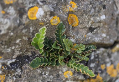 Eski bir taş duvarın çatlaklarında büyüyen bitki.