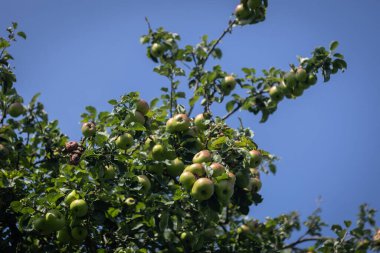 Sonbaharda hasat için hazır bir elma mahsulü