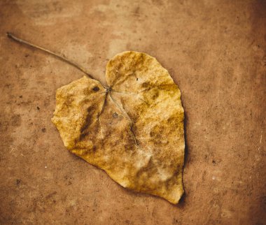 Amerika 'nın arka planında yaprak