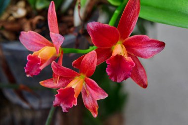 Bahçede açan kırmızı Cattleya orkidesinin yakın çekimi 
