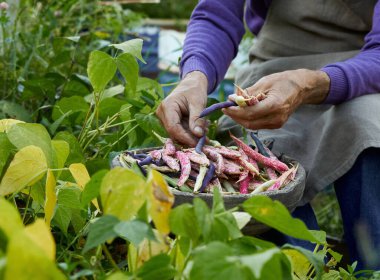 an elderly man harvests green beans in his garden clipart