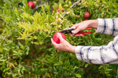 Bir kadının elleri ağaçtan nar kesiyor.
