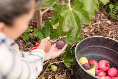 İncir kesen bir kadın.