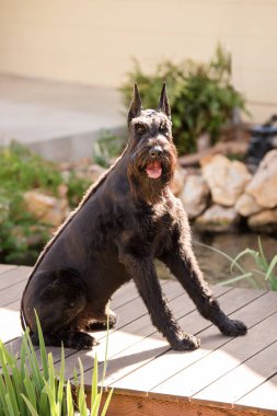 Köprüde oturan dev siyah Schnauzer köpeği.