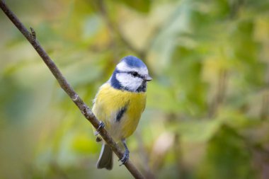 A blue tit sits on the branch toward the camera lens