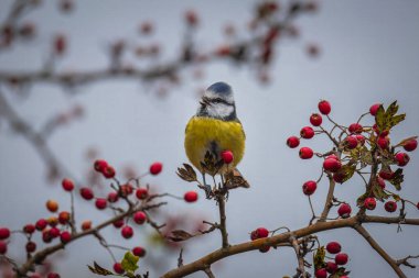 Eurasian blue tit sits on the branch of common hawthorn clipart