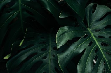 Koyu yeşil canavarın yaprakları koyu arkaplanda.