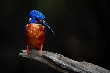 Mavi kulaklı balıkçı daldaki avı izliyor.