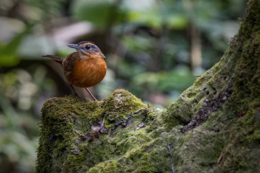 Pellorneum capistratum - Vahşi doğada Javan siyah şapkalı Babbler 