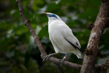 Bali Myna, Rothschild 'in Mynah' ı olarak da bilinir.