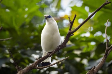 Bali Myna, Rothschild 'in Mynah' ı olarak da bilinir.