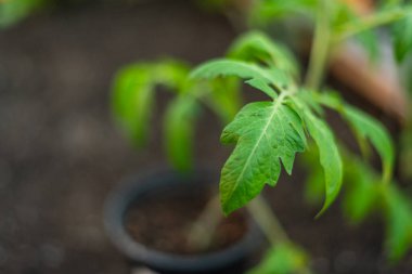 Close-up of a young tomato plant in a garden with vibrant leaves. clipart