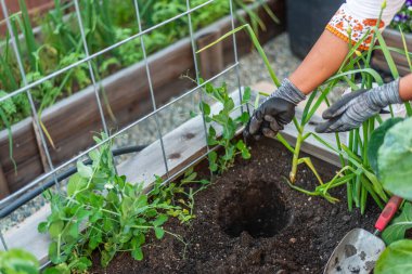 Gardener preparing soil in a raised bed garden for planting. clipart