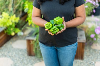 Bahçede taze koparılmış yeşil dolmalık biber tutan kadınlar..