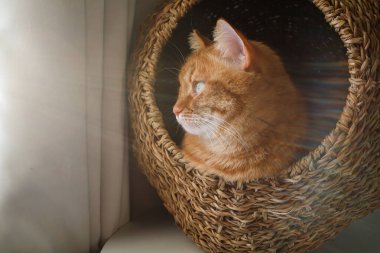 Cute ginger cat sitting in the cat house close up clipart