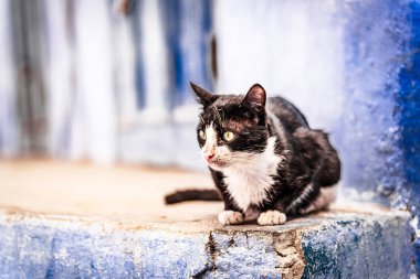 Şef Fas 'ın mavi sokaklarında sevimli bir kedi var.