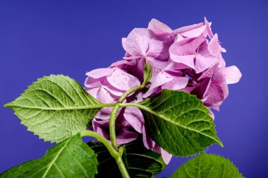 Mavi arkaplanda pembe ortanca gülü