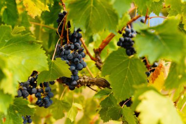 Yeşil yapraklı bir sarmaşıkta sallanan olgun üzümler..