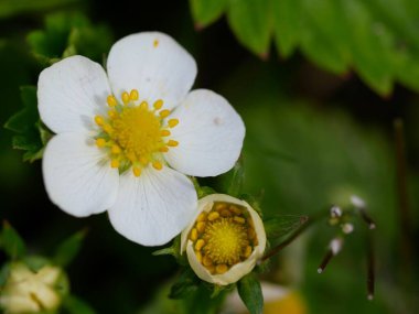 Strawbeery Flower Open and Closed for Pollination clipart