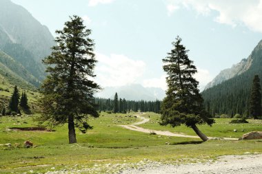 Gökyüzüne karşı iki görkemli çam ağacını barındıran dağ manzarası