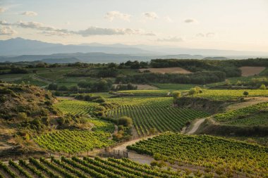 Rioja Alavesa 'nın Vinyard' ları, İspanya