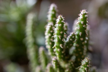 Keskin dikenleri ve dokulu sapları olan Eve 's Pin Kaktüsü' nün yakın çekimi