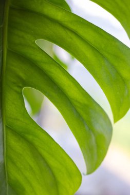 Doğal çitlerle çevrili yeşil bir canavar yaprağının yakın çekimi.