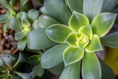 Simetrik Rosette şeklinde yeşil bir Aeonium sulu yakın plan.