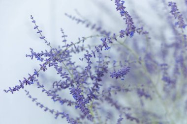 Narin saplı Rus adaçayından narin lavanta çiçekleri.