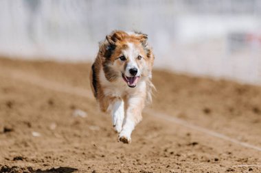 Sarı ve Beyaz Sınır Collie Koşu Pisti Köpek Sporu