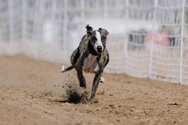 Beyaz ve Mavi Fawn Kırbaç Koşan Tazı Yem Alanı Köpek Sporu
