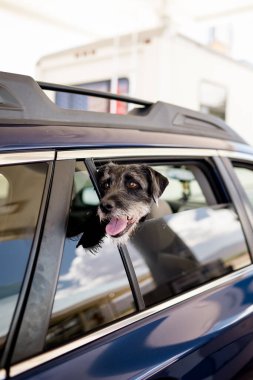 Yol Gezisinde Siyah Teriyer Araba Penceresinden Başı Çıktı