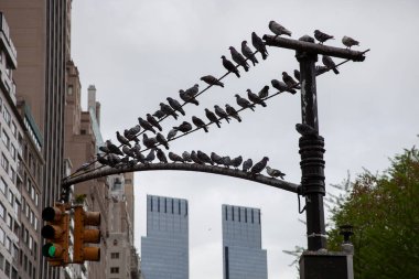 Utility pole crowded with resting pigeons