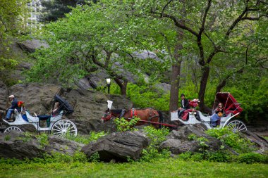 Central Park 'ı gezen at arabaları ve at arabaları