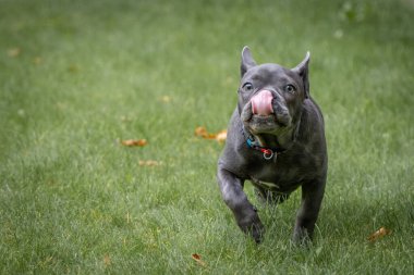 Genç bir erkek buldog kamera lensine doğru koşuyor.