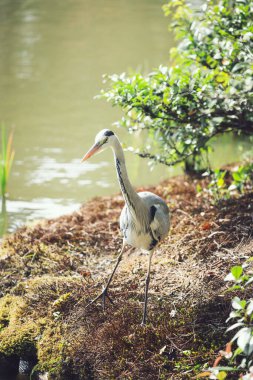 Kyoto 'nun Huzur Bahçeleri' nde Görkemli Balıkçıl