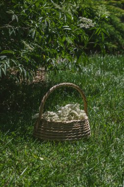 Bir sepet dolusu taze toplanmış mürver çiçeği
